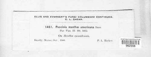Puccinia menthae var. americana image